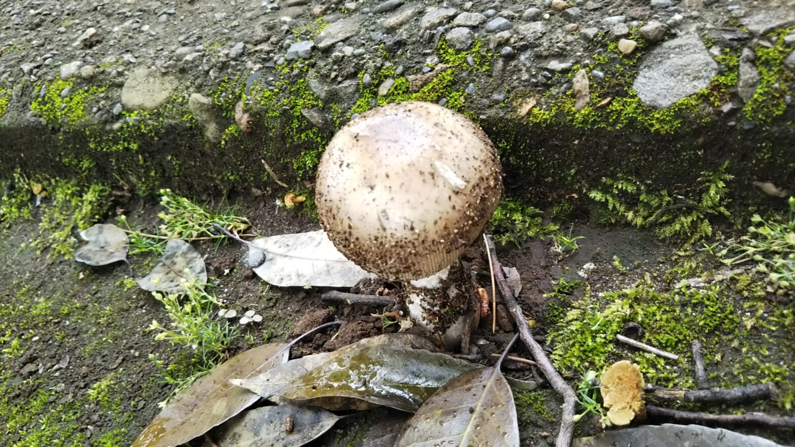 神社の金色ｷﾉｺ